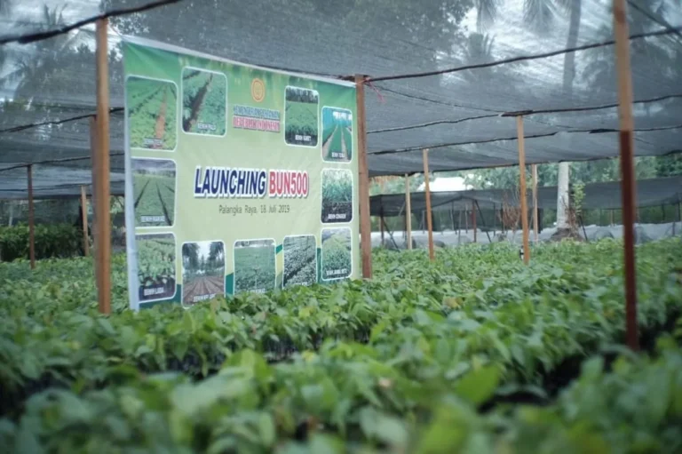 Kesimpulan Bisnis Perkebunan Jambu Biji: Pasar Ekspor