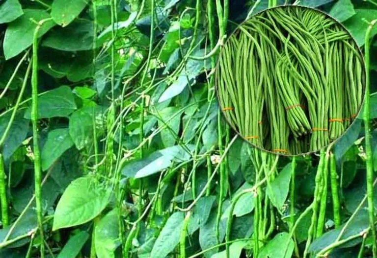 Kesimpulan Budidaya Tanaman Kacang Panjang: Potensi Bisnis