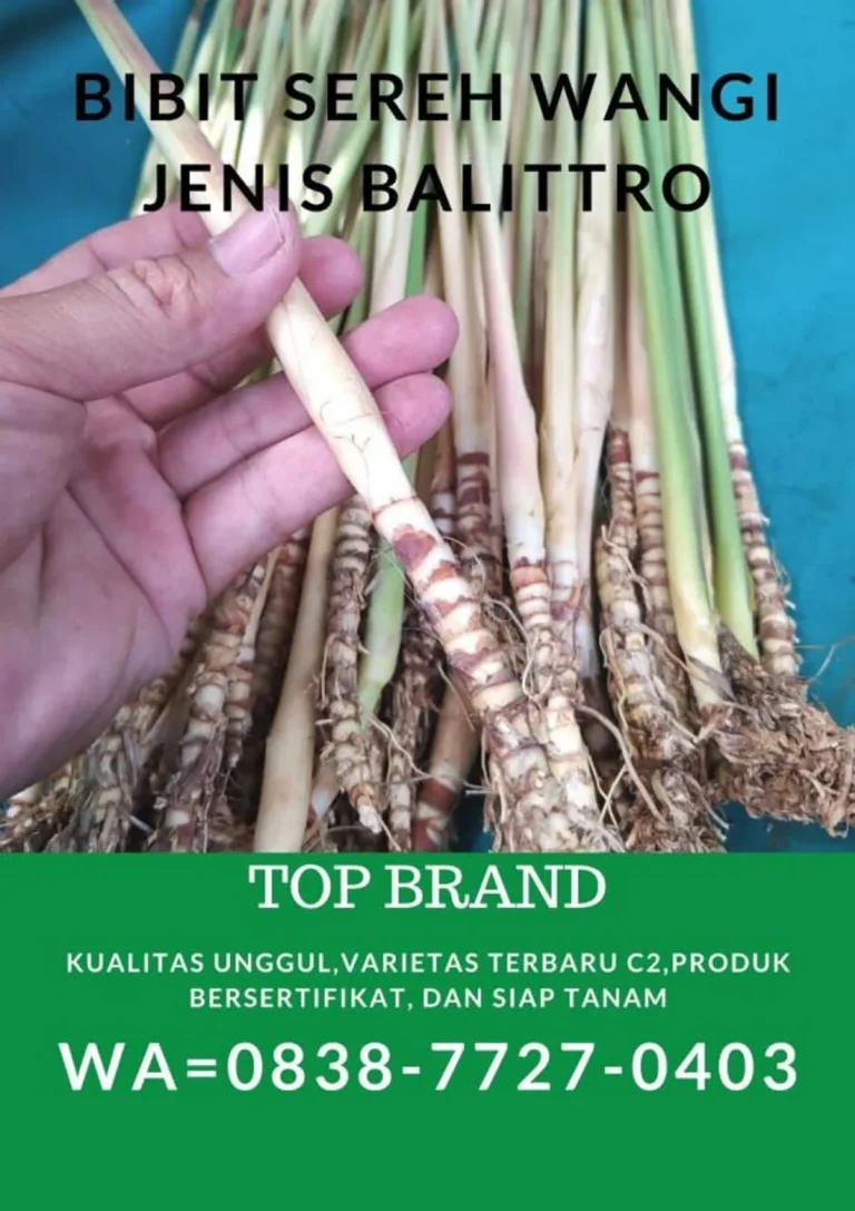 Kesimpulan Budidaya Tanaman Sereh: Potensi Bisnis
