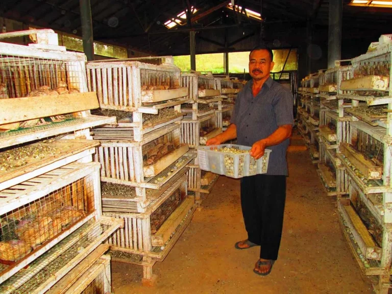 Kesimpulan Cara Beternak Burung Puyuh