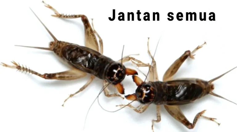 Kesimpulan cara beternak jangkrik di kardus
