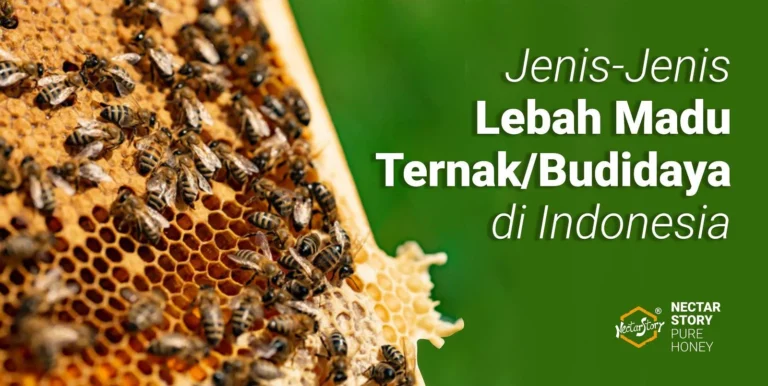 Kesimpulan Cara Beternak Lebah Madu