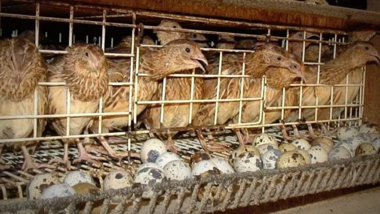 Kesimpulan Cara Ternak Burung Puyuh