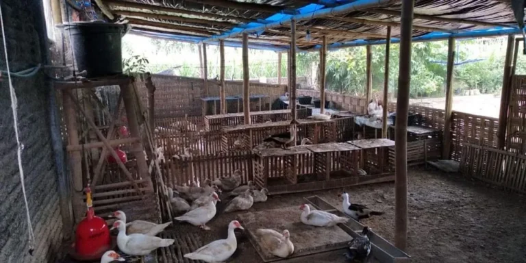 Kesimpulan Cara Ternak Entok untuk Pemula