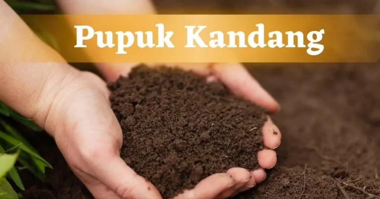Kesimpulan Keunggulan Pupuk Kandang dalam Pertanian