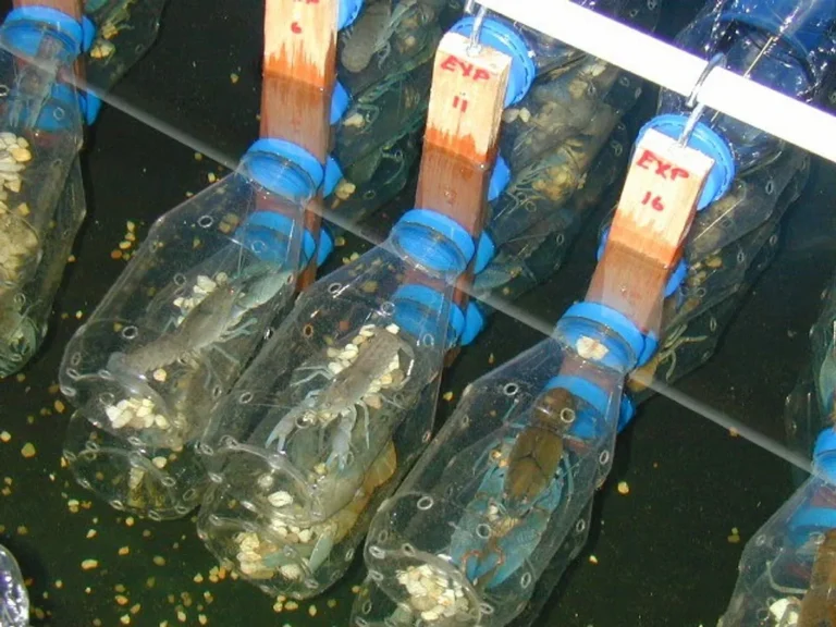 Kesimpulan Memulai Usaha Budidaya Lobster Air Tawar