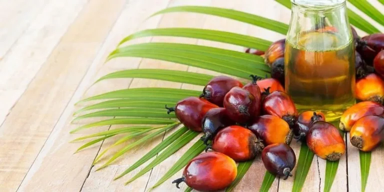 Kesimpulan Meningkatkan Kualitas Minyak Kelapa dalam Agribisnis
