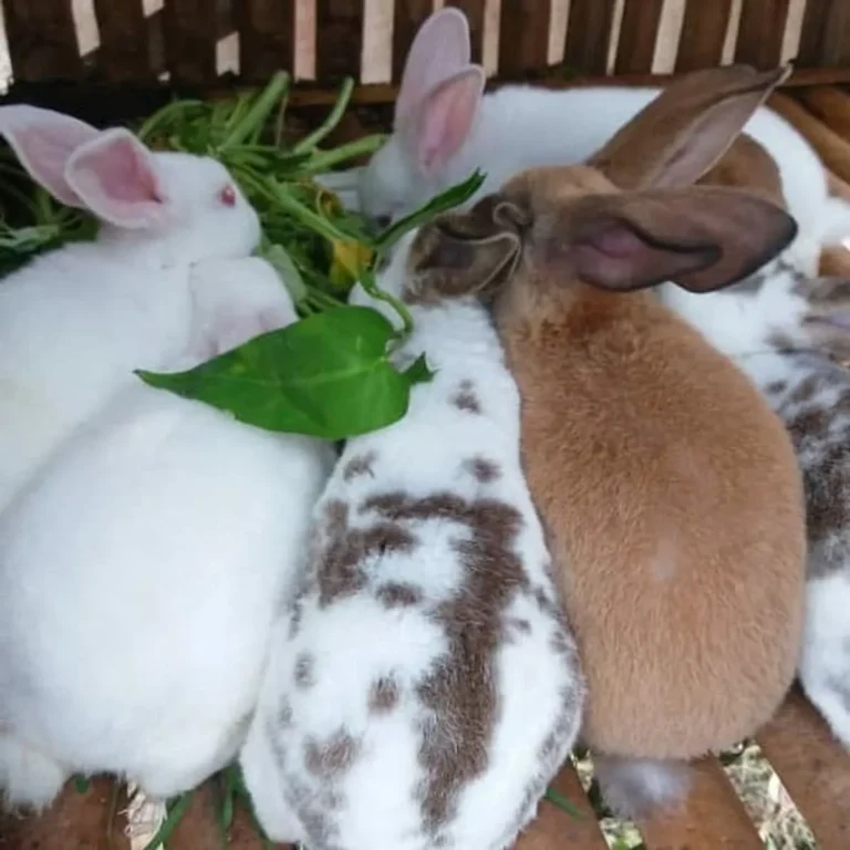 Kesimpulan Pemeliharaan Ternak Kelinci Rex
