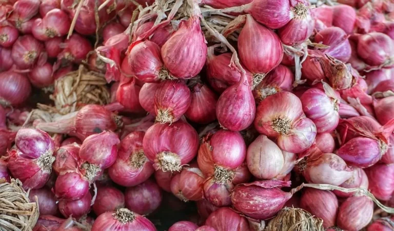 Kesimpulan Strategi Bisnis dalam Budidaya Bawang Merah