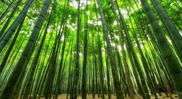 Keunggulan Bambu sebagai Tanaman Agribisnis