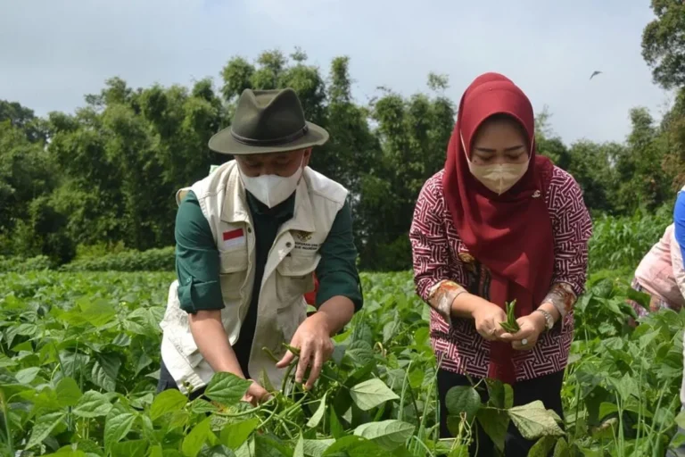 Keunggulan Koperasi dalam Sektor Pertanian