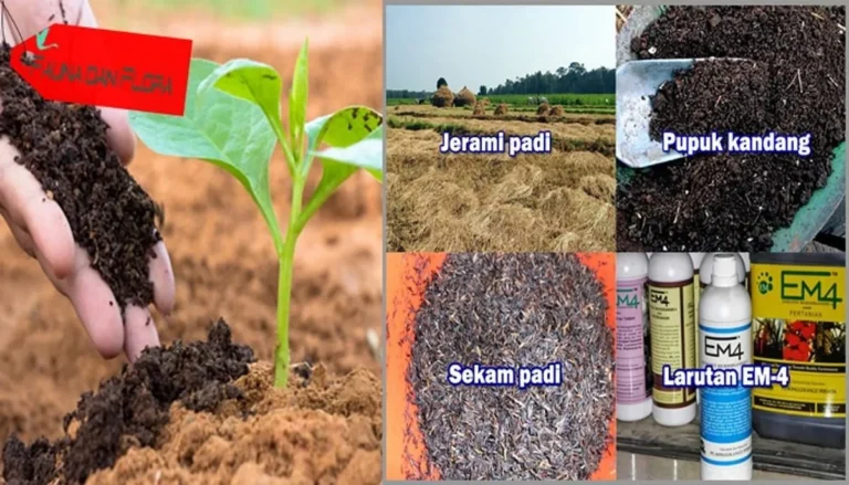 Keunggulan Pupuk Kandang dalam Pertanian
