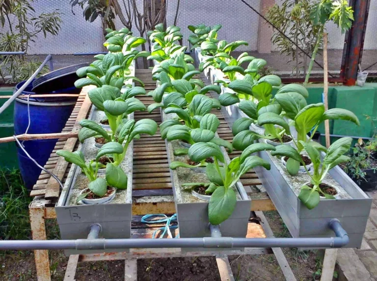 Keuntungan Berkebun dengan Teknologi Hidroponik