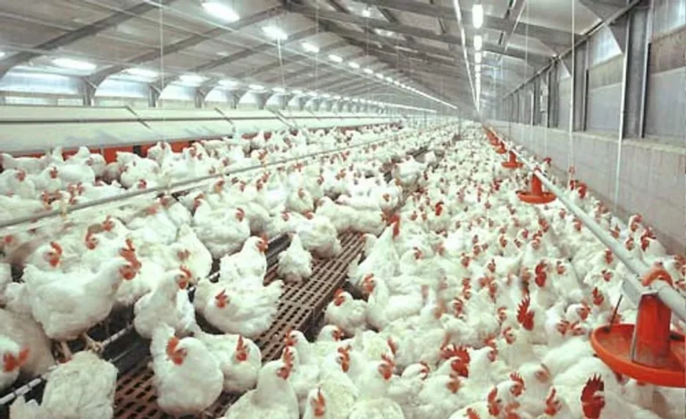 Keuntungan Beternak Ayam Potong