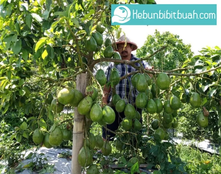 Keuntungan Bisnis Perkebunan Alpukat