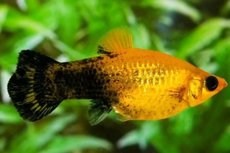 Keuntungan dan Manfaat Ternak Ikan Molly di Akuarium