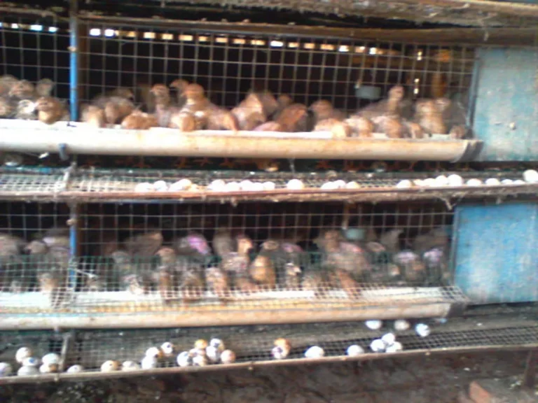 Keuntungan dan Prospek Bisnis Ternak Burung Puyuh