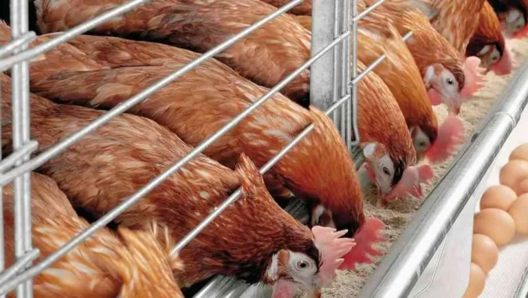Keuntungan dan Tantangan Agribisnis Ayam Petelur