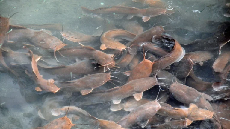 Keuntungan dan Tantangan Bisnis Ikan Lele Lokal