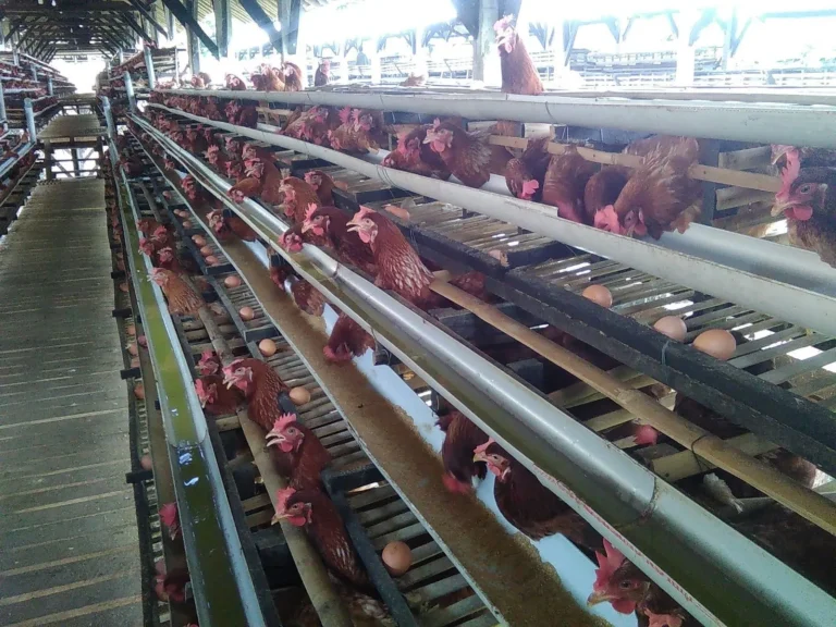 Keuntungan dan Tantangan Bisnis Peternakan Ayam Serati
