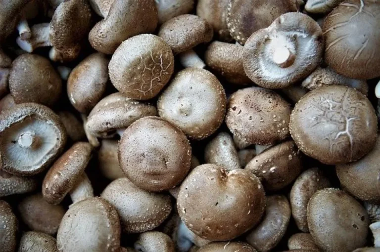 Keuntungan dan Tantangan dalam Agribisnis Jamur Shiitake