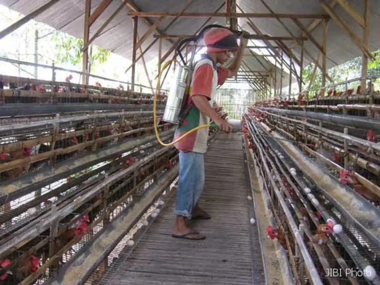 Keuntungan dan Tantangan dalam Agribisnis Petelur