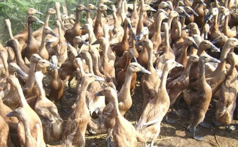 Keuntungan dan Tantangan dalam Beternak Bebek