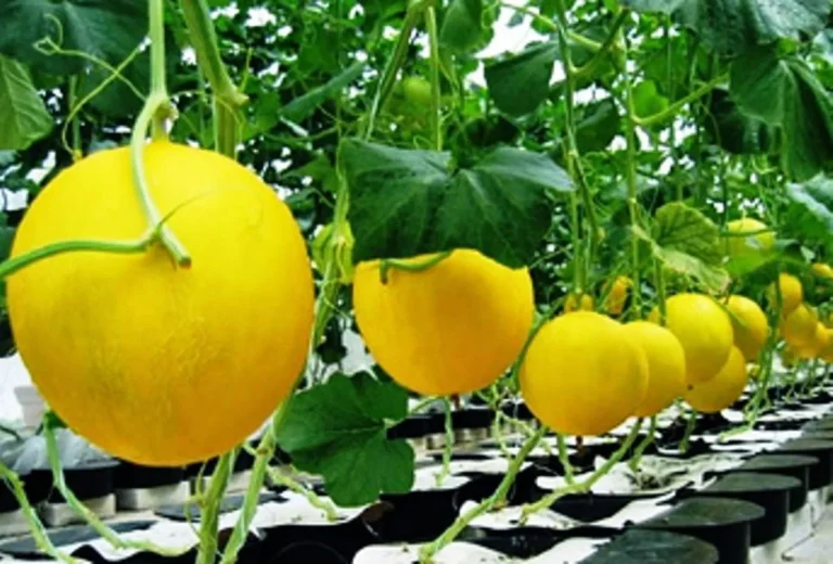 Keuntungan dan Tantangan dalam Bisnis Budidaya Melon