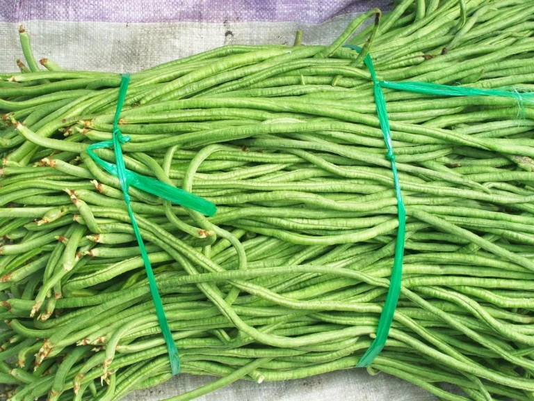 Keuntungan dan Tantangan dalam Bisnis Kacang Panjang