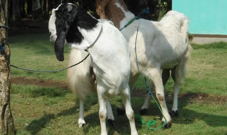 Keuntungan dan Tantangan dalam Pemeliharaan Kambing Jamnapari