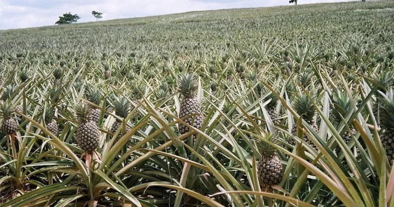 Keuntungan Lingkungan dari Perkebunan Nanas