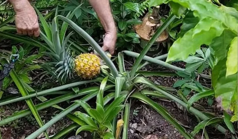 Keuntungan Usaha Perkebunan Nanas