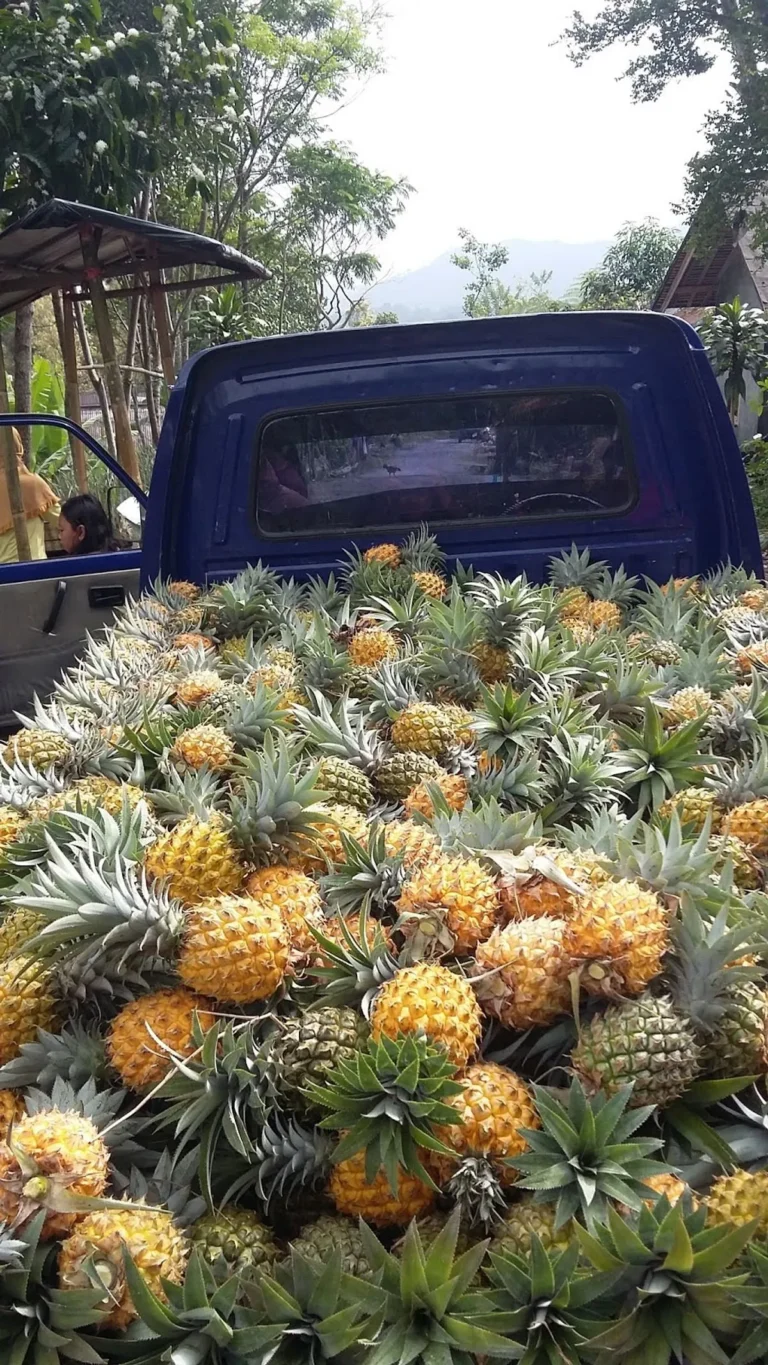 Keuntungan Usaha Perkebunan Nanas