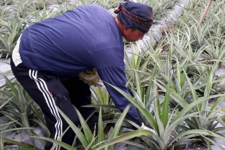 Keuntungan Usaha Perkebunan Nanas