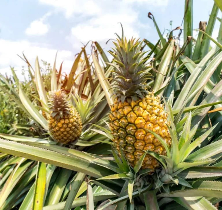 Keuntungan Usaha Perkebunan Nanas