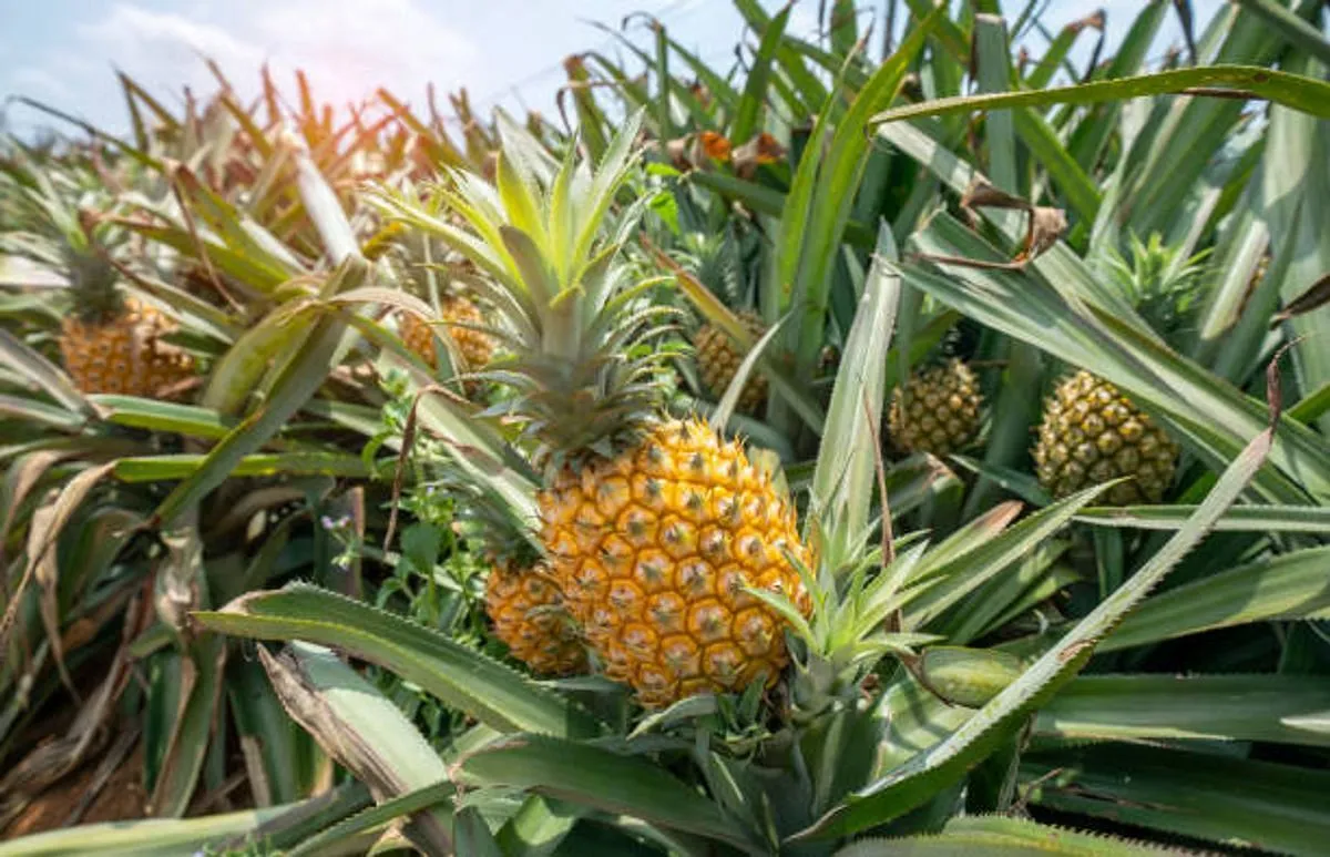 Keuntungan Usaha Perkebunan Nanas