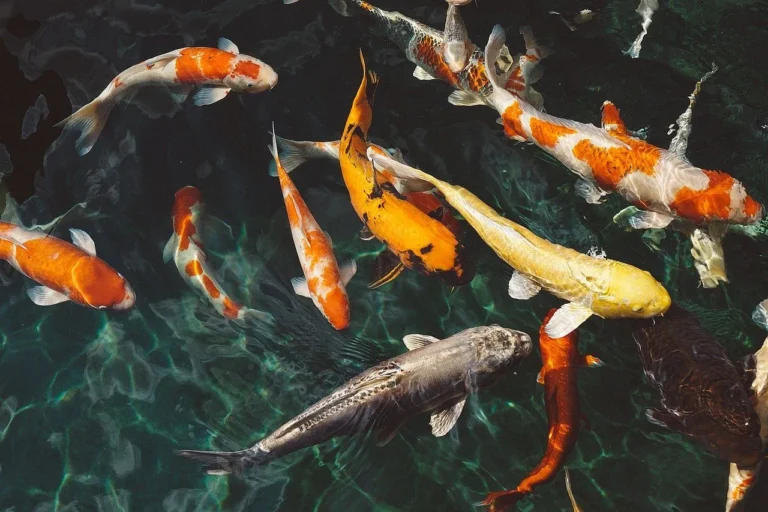 Kiat Sukses dalam Bisnis Ikan Koi