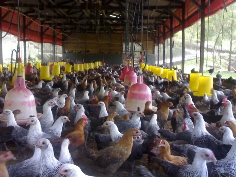 Kiat Sukses dalam Ternak Ayam Kampung