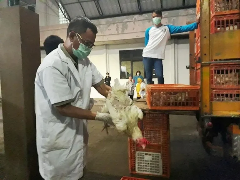 Kiat untuk Mempercepat Proses Pemotongan Ayam