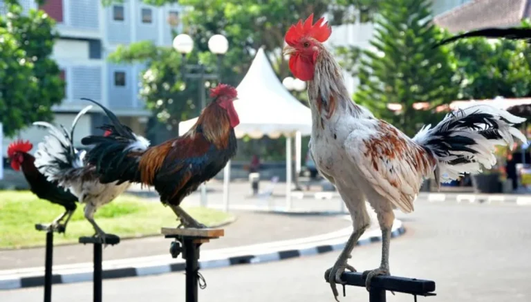 Konservasi dan Pelestarian