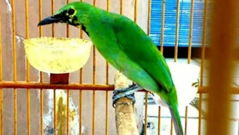 Langkah Awal dalam Menetaskan Cucak Ijo