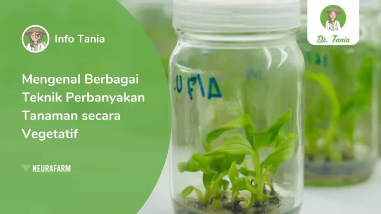 Langkah-langkah Kunci dalam Agribisnis Pewarna Alami