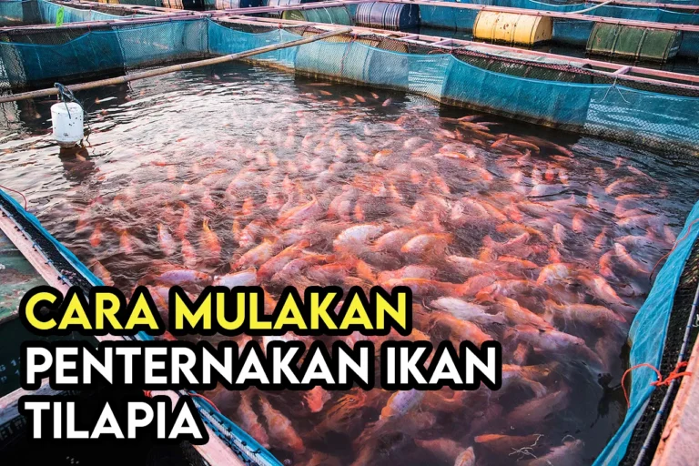 Langkah-langkah Praktis Cara Ternak Ikan Molly di Rumah