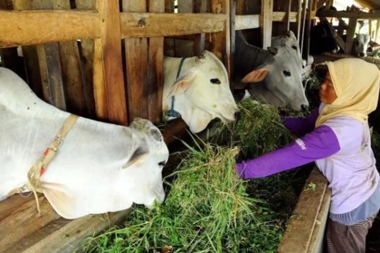 Langkah-langkah Sukses dalam Agribisnis Sapi