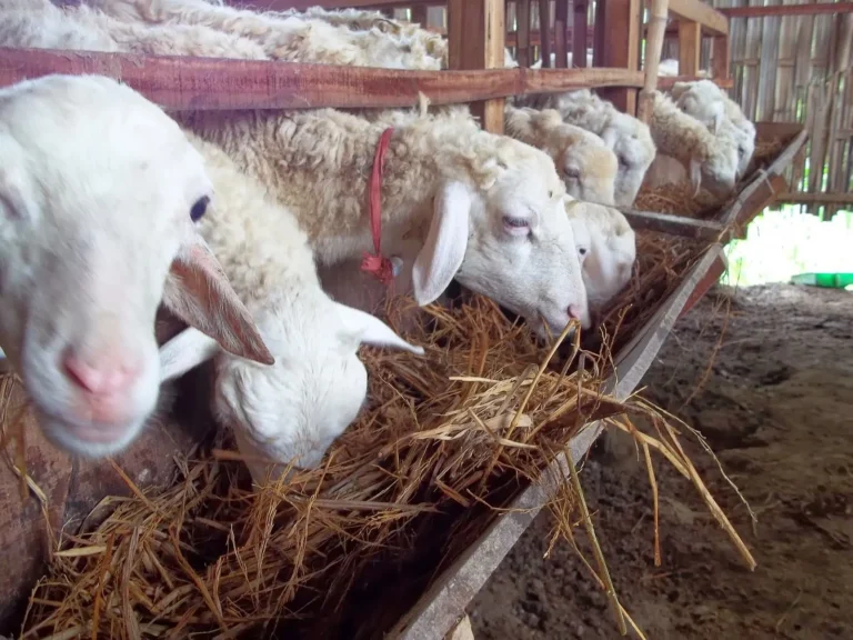 Langkah-Langkah Sukses dalam Memulai Agribisnis Domba