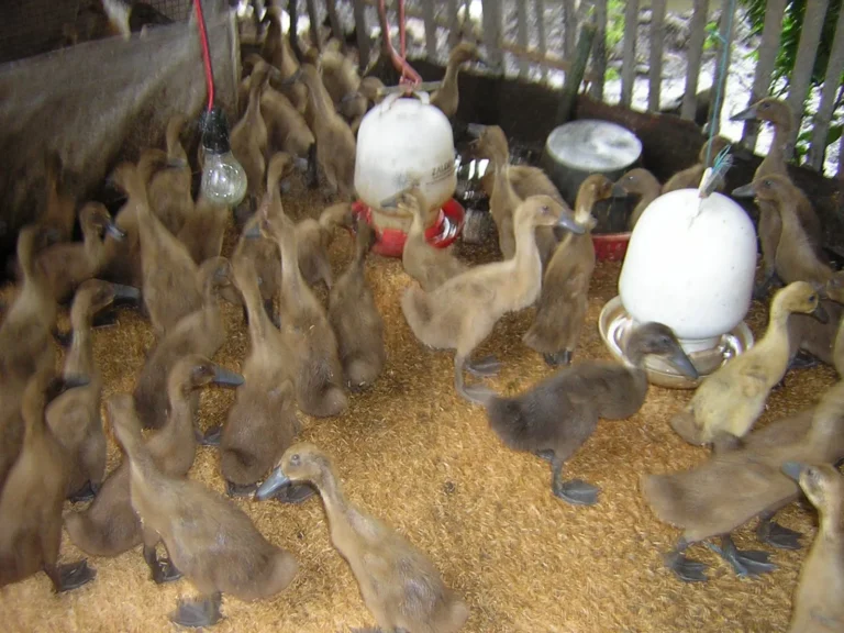 Makanan dan Gizi Bebek