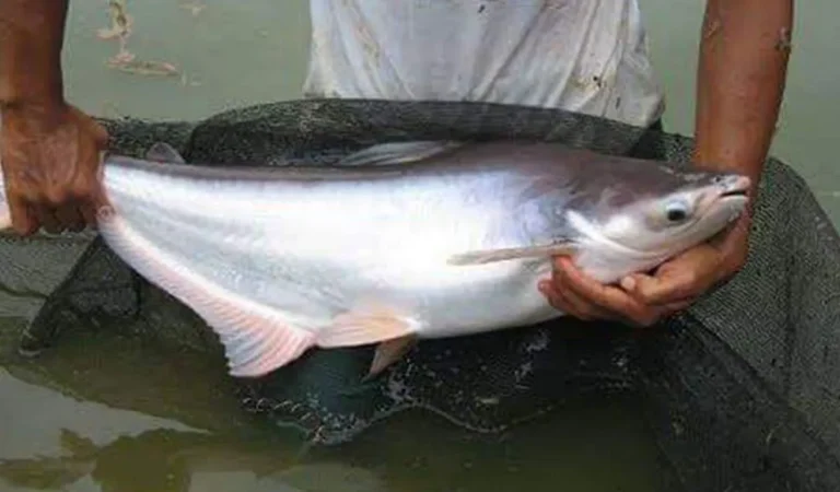 Manajemen Budidaya Ikan Patin yang Efisien