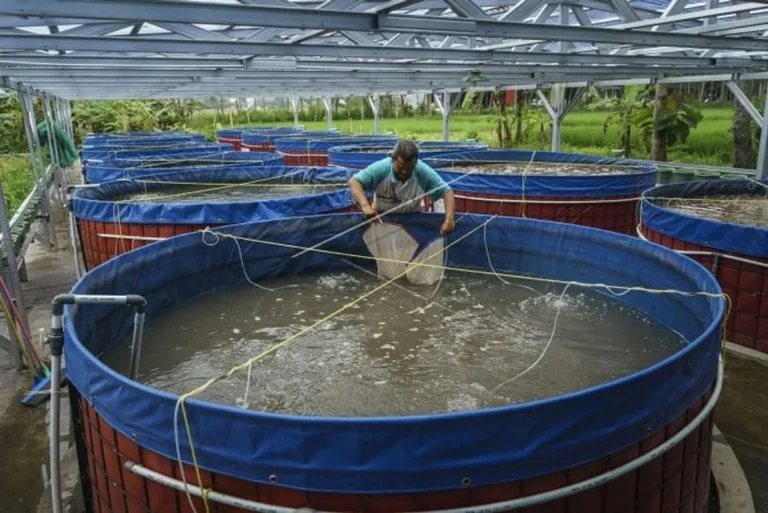 Manajemen Kebersihan Kolam dan Lingkungan