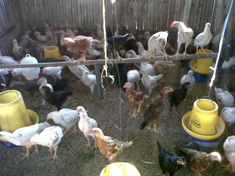 Manajemen Kesehatan Ayam Kampung