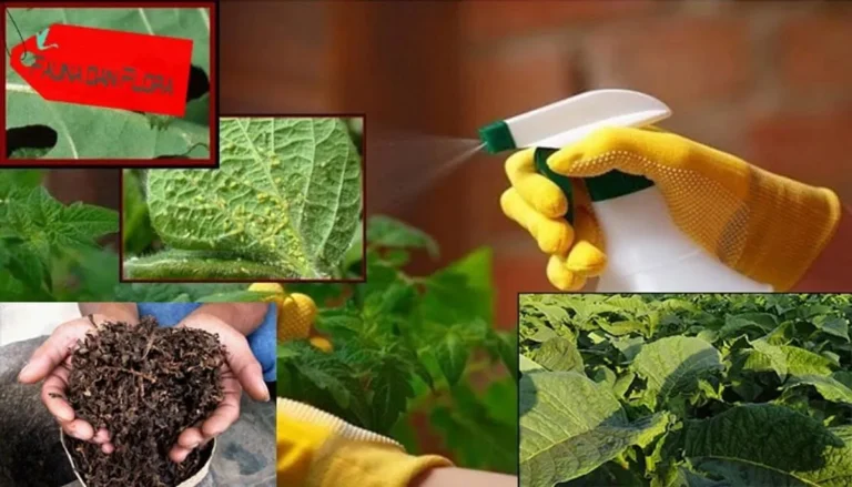 Manajemen Risiko Hama dalam Agribisnis